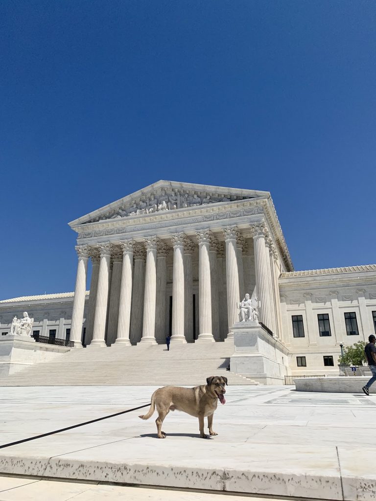 My dog, Kylo, is enjoying a walk around the city. Here he is in front of the US Supreme Court.